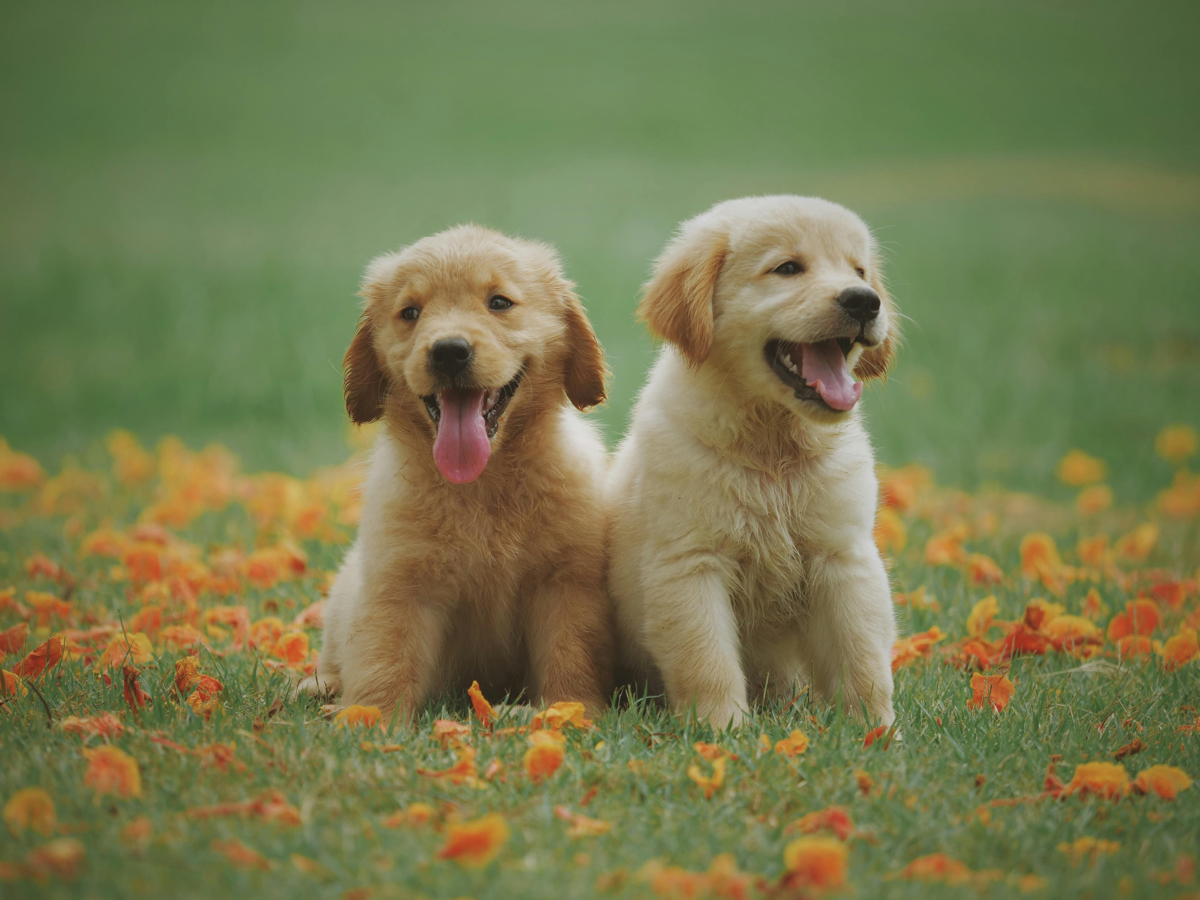 Latest Pet Shipping Updates: Key Changes in Hong Kong and Singapore (2024–2025)